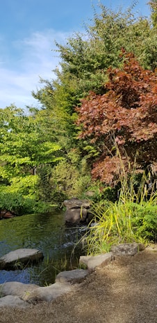 A serene backyard water garden with smooth stone pathways and lush greenery under soft evening light.
