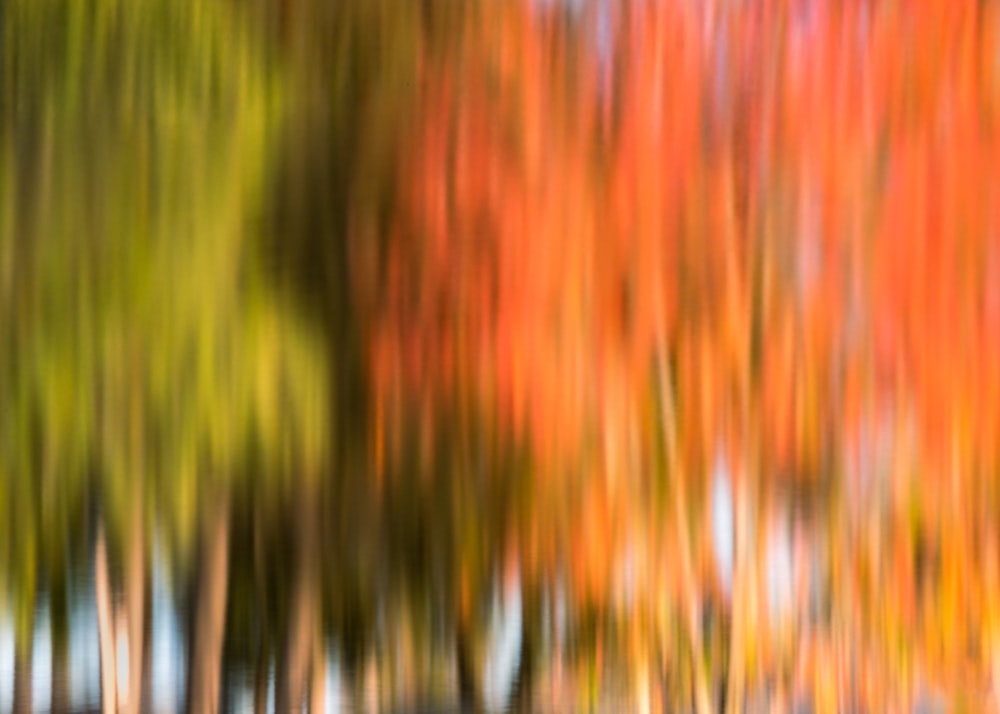 a blurry photo of a tree with orange and yellow leaves