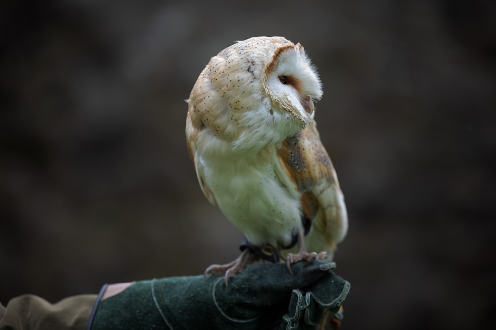 a barn owl perched on a gloved hand