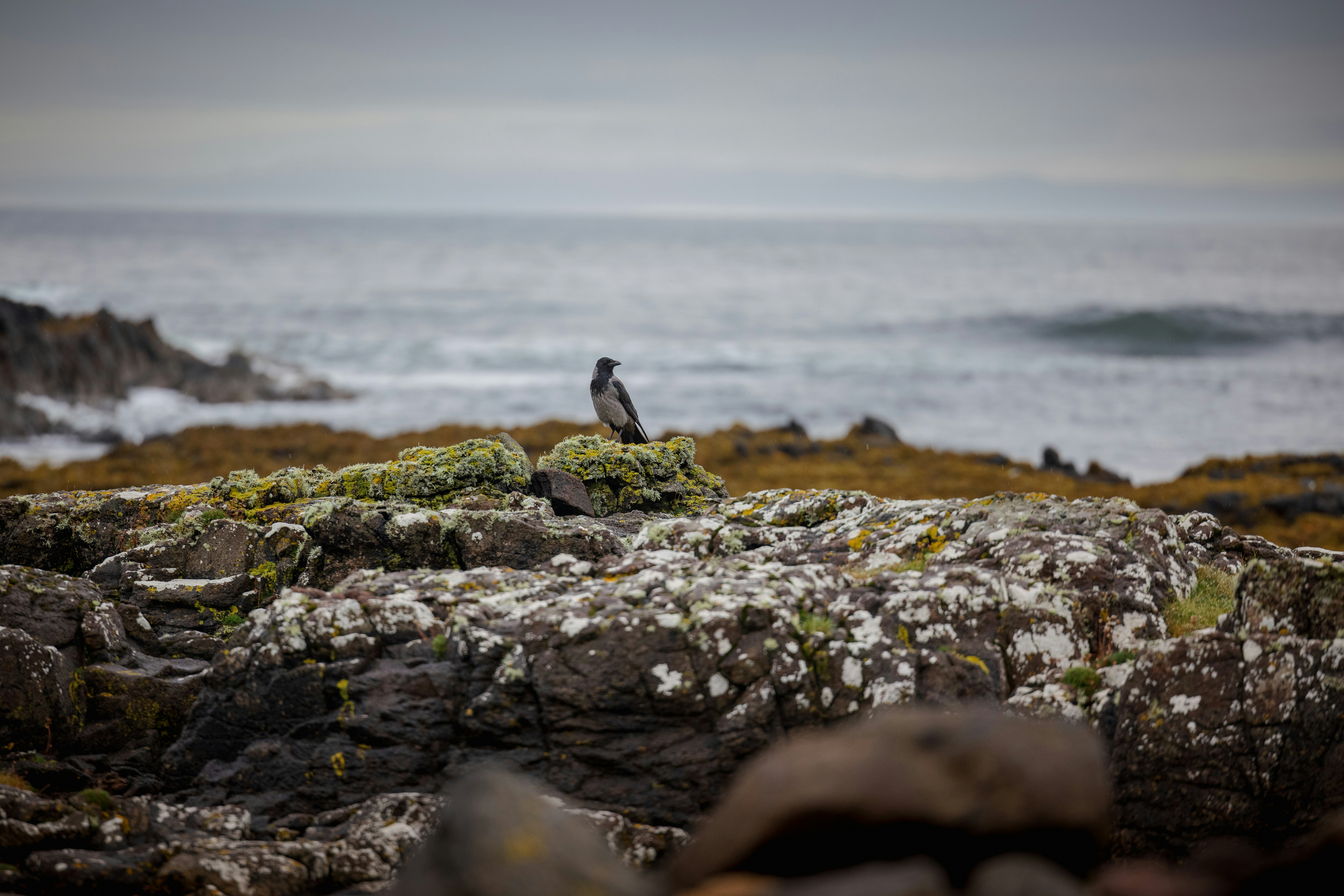 Photo by wanderingcrow