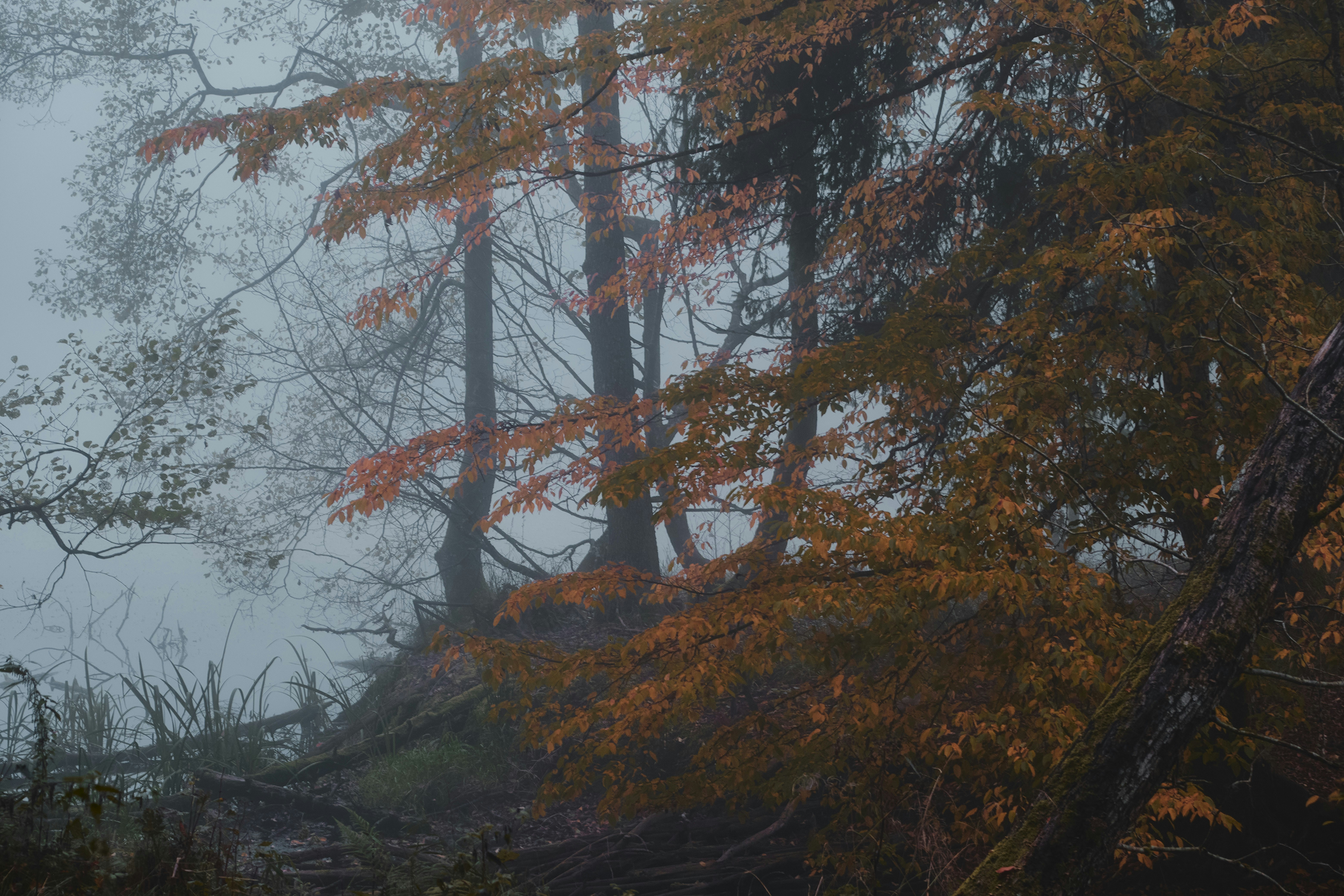 Hochmoor im Herbst – Stimmungslandschaft