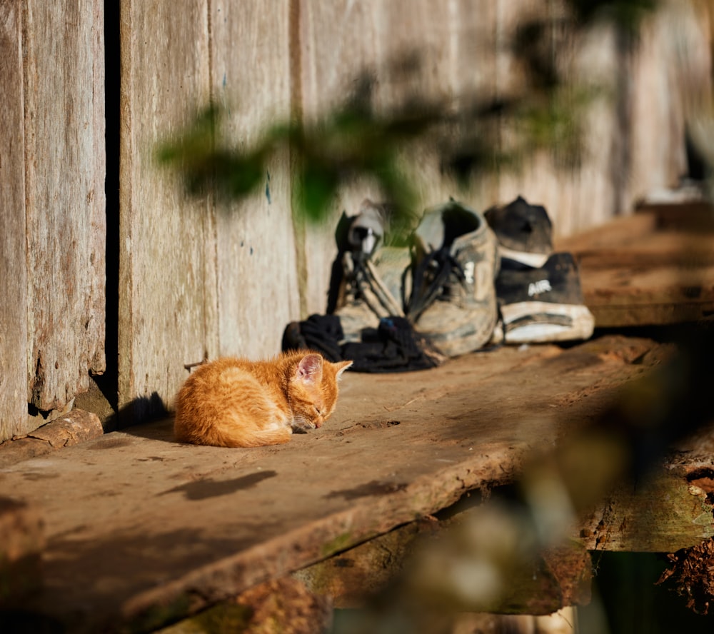 a cat laying on the ground next to a pair of shoes