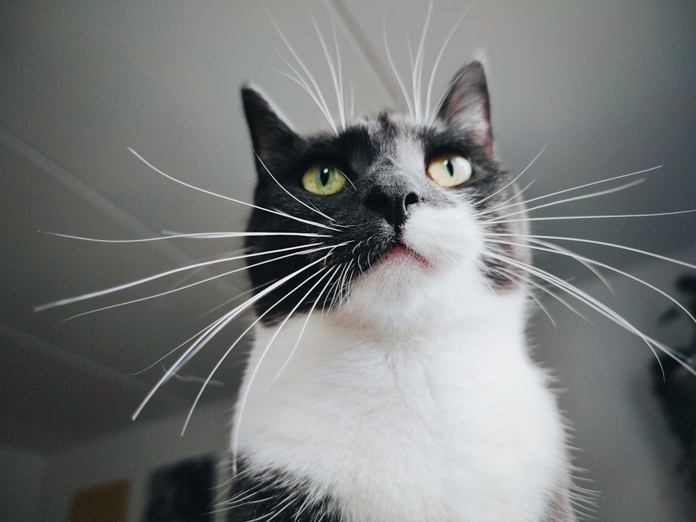a black and white cat looking up at something