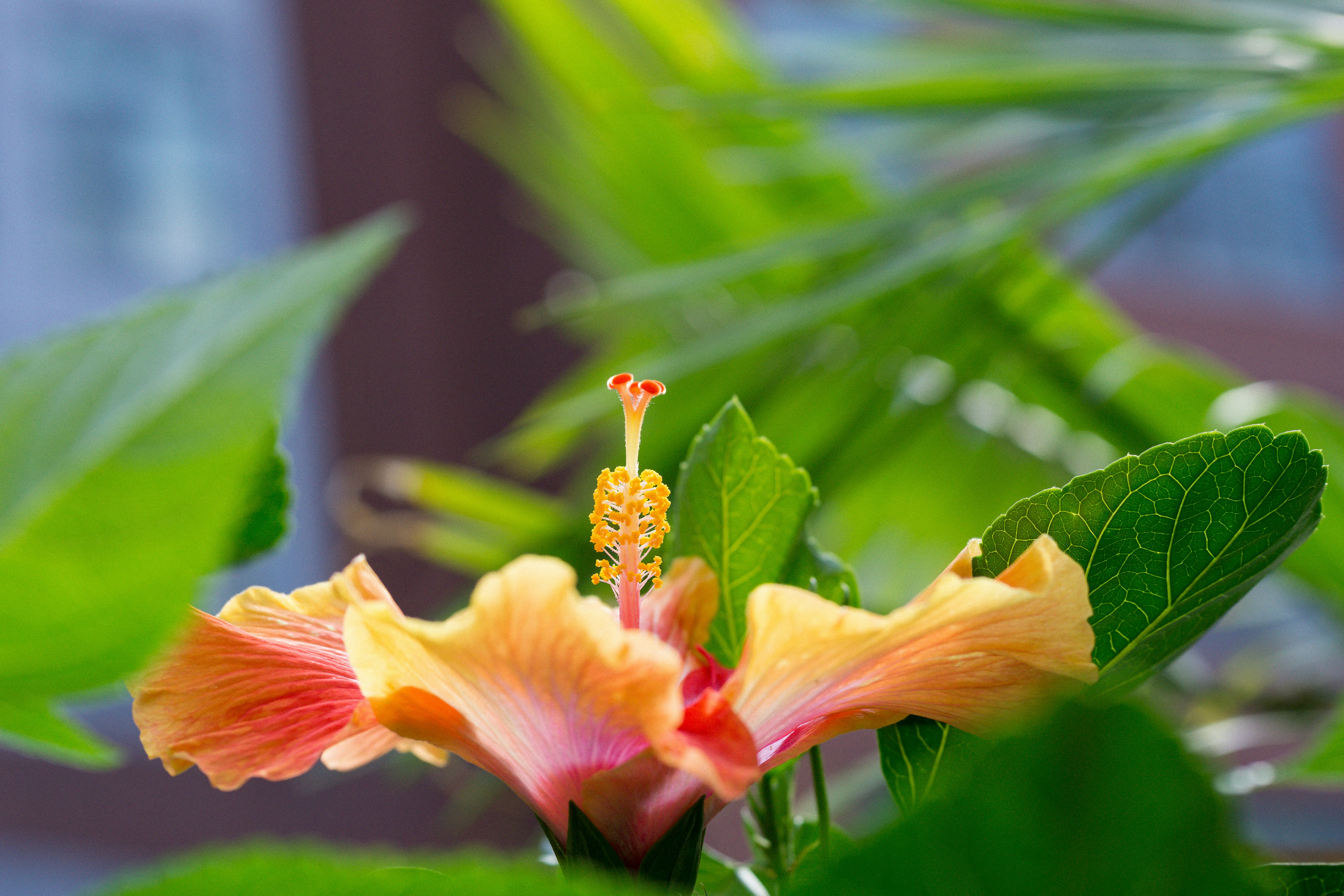 Un primo piano di un fiore su una pianta