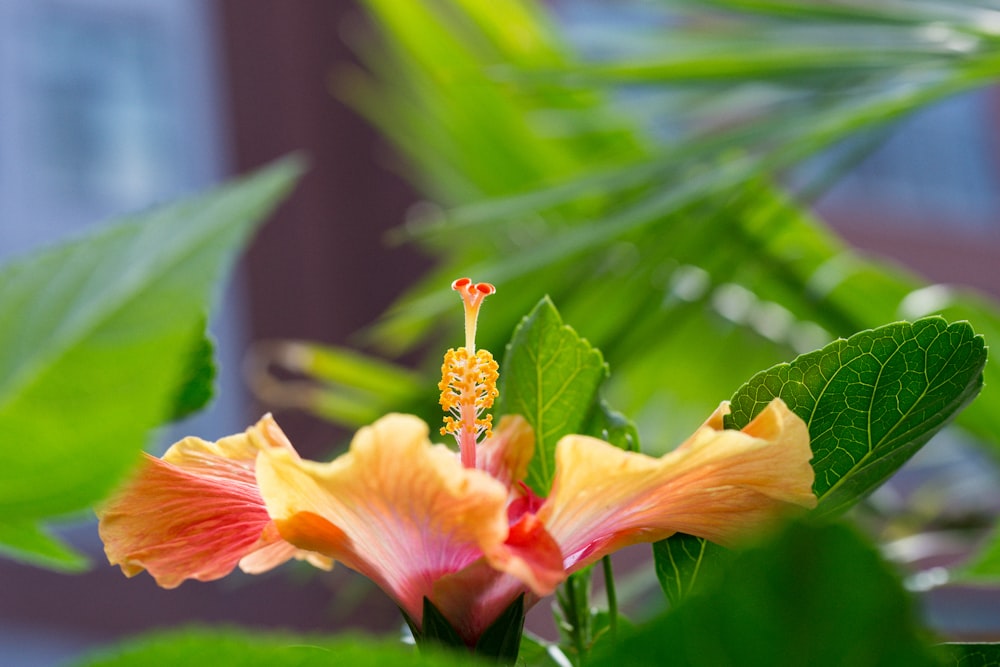 a close up of a flower on a plant