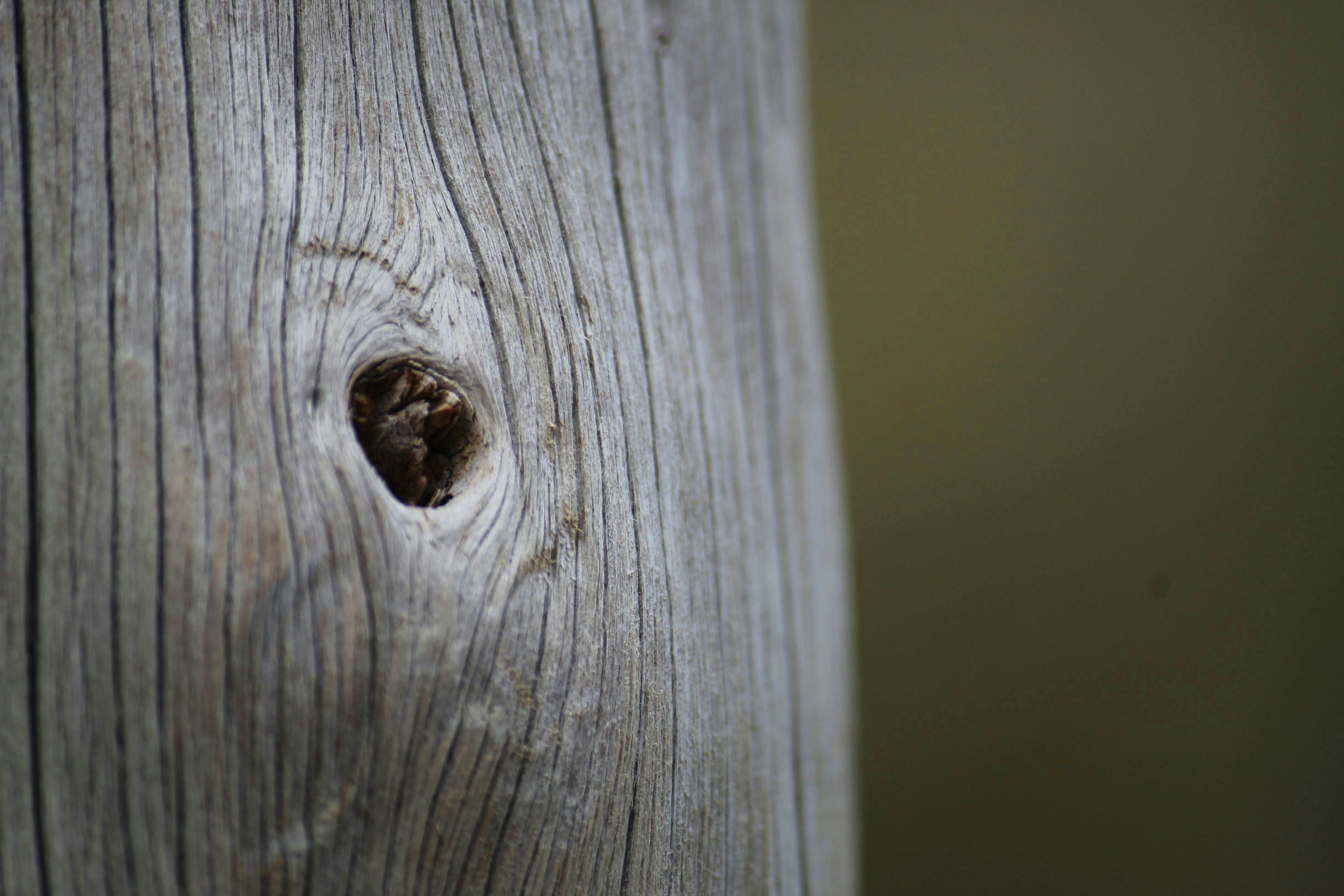 Photo by antoniopalha