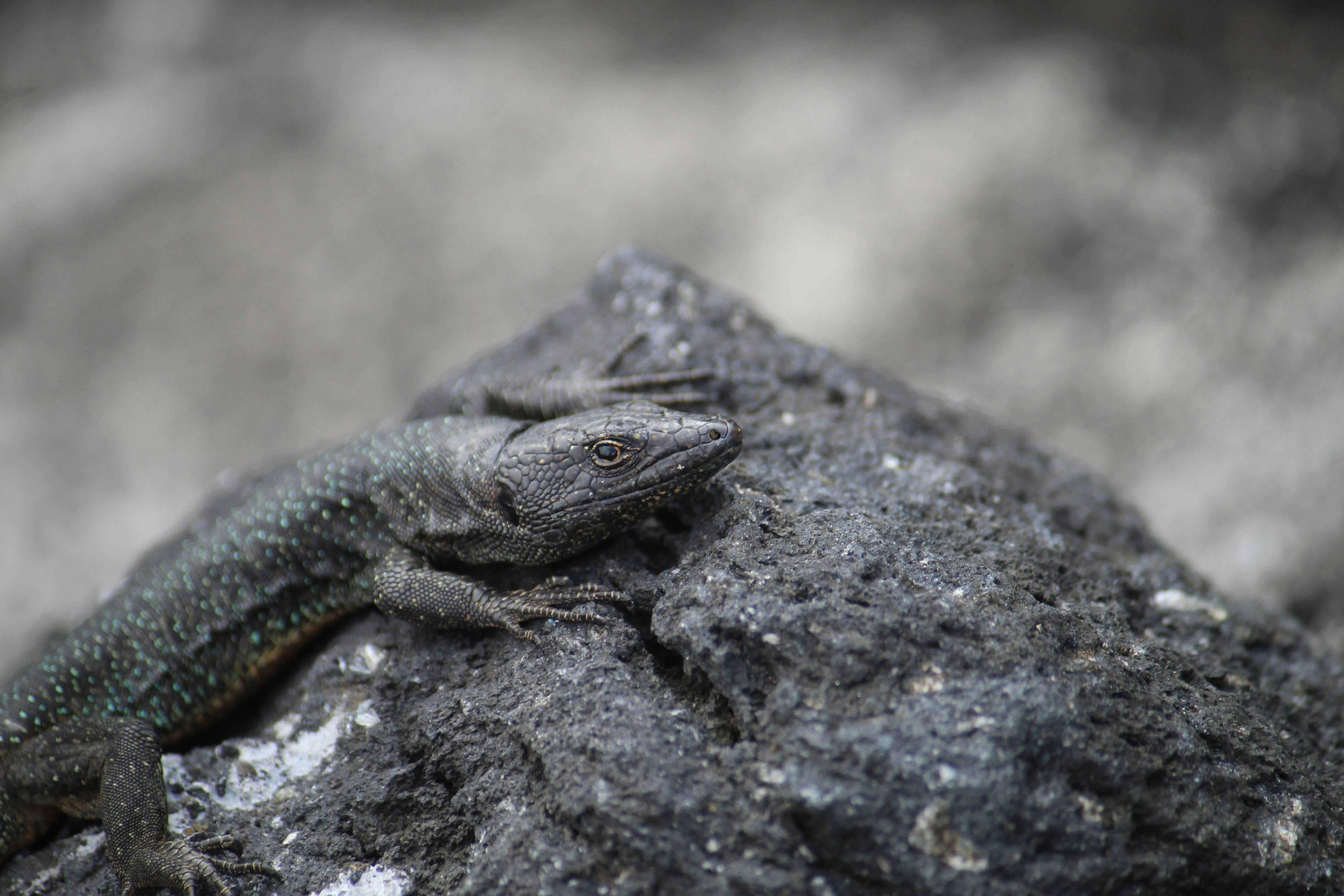 Photo by antoniopalha