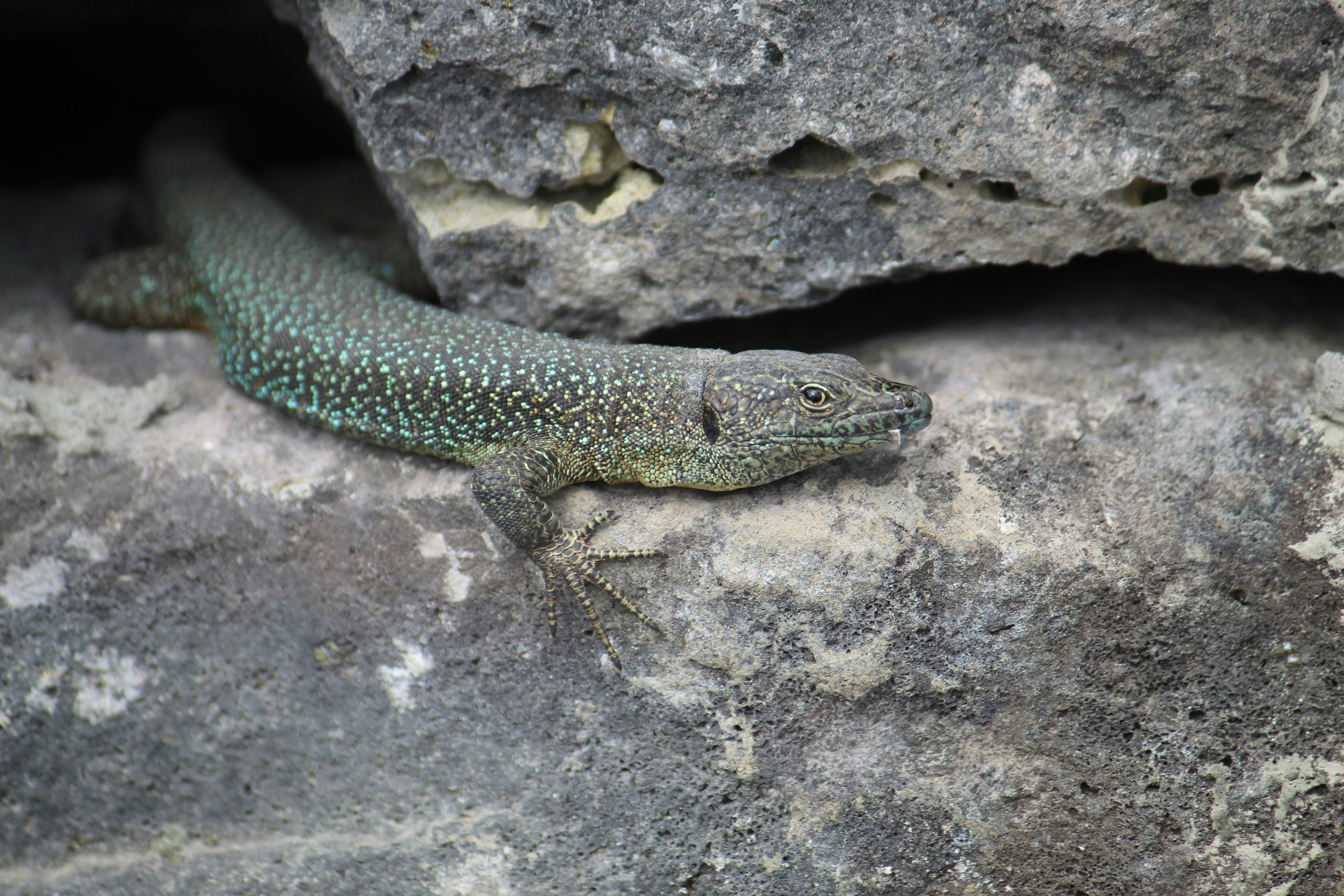 Photo by antoniopalha