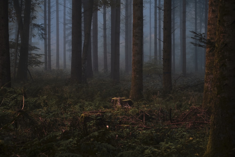 a forest filled with lots of tall trees