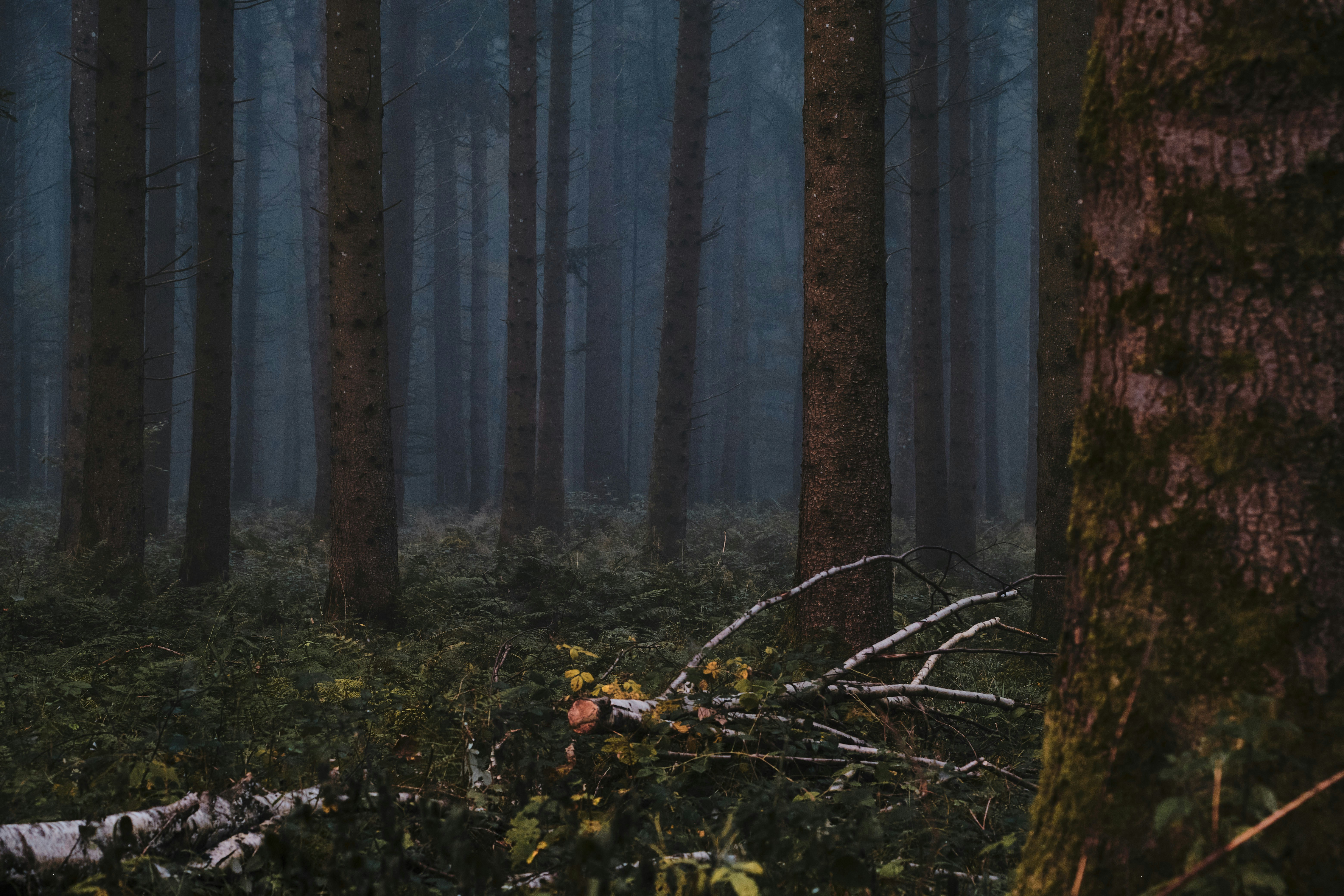 Photo by rolf_schmidbauer