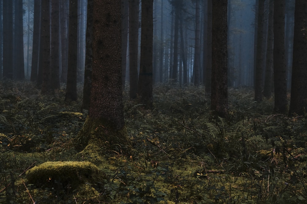 a forest filled with lots of tall trees