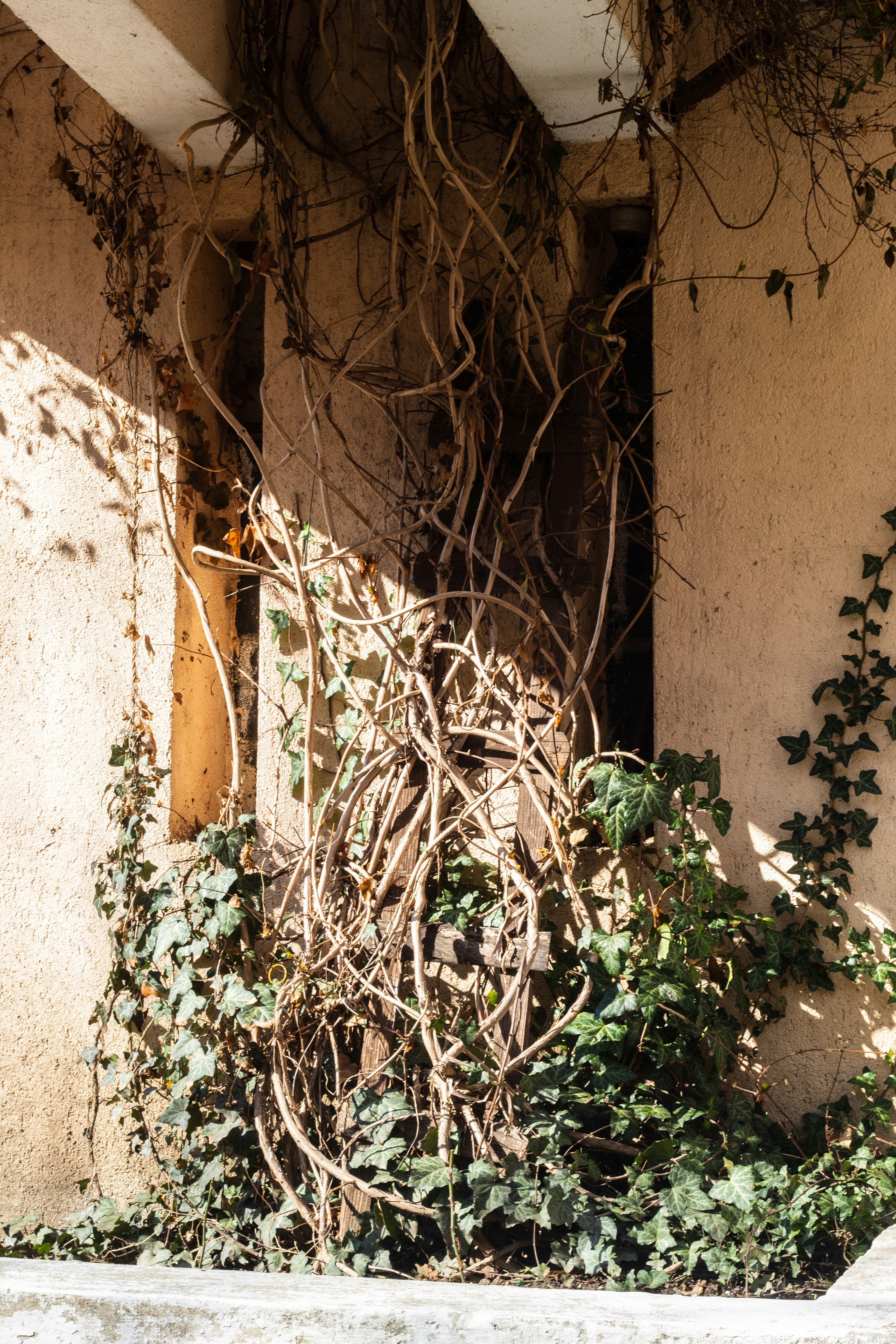 um edifício com vinhas que crescem ao lado dele