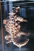 A preserved thorny creature, likely a type of sea animal, displayed in a glass specimen jar. The creature's surface is covered in spiky protrusions and bumpy textures. The environment gives the appearance of a scientific or educational setting.