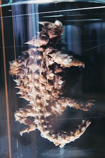 A preserved thorny creature, likely a type of sea animal, displayed in a glass specimen jar. The creature's surface is covered in spiky protrusions and bumpy textures. The environment gives the appearance of a scientific or educational setting.
