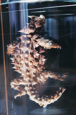 A preserved thorny creature, likely a type of sea animal, displayed in a glass specimen jar. The creature's surface is covered in spiky protrusions and bumpy textures. The environment gives the appearance of a scientific or educational setting.