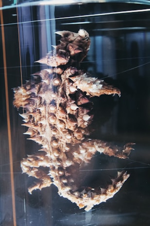 A preserved thorny creature, likely a type of sea animal, displayed in a glass specimen jar. The creature's surface is covered in spiky protrusions and bumpy textures. The environment gives the appearance of a scientific or educational setting.