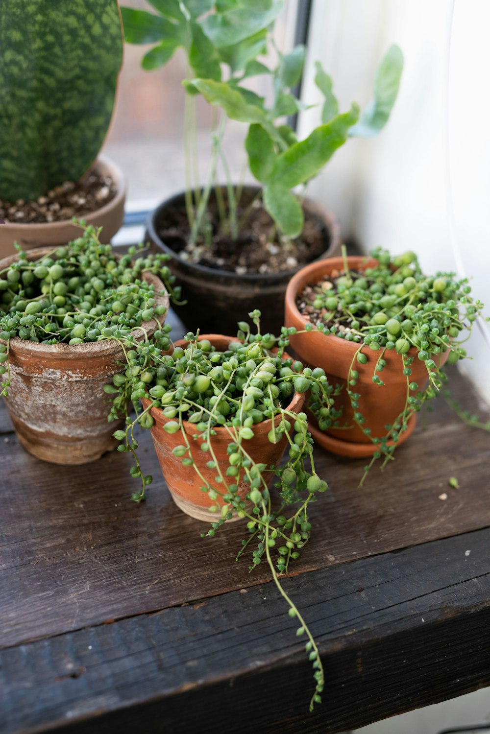 a group of potted plants sitting on top of a wooden table