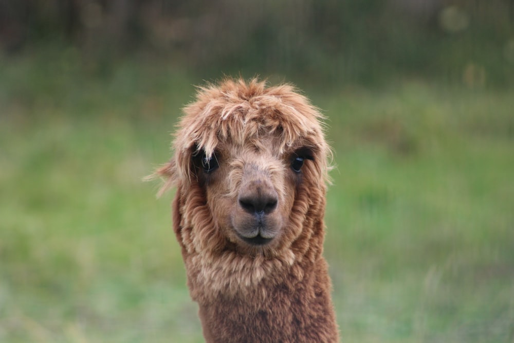 a close up of a llama with a blurry background