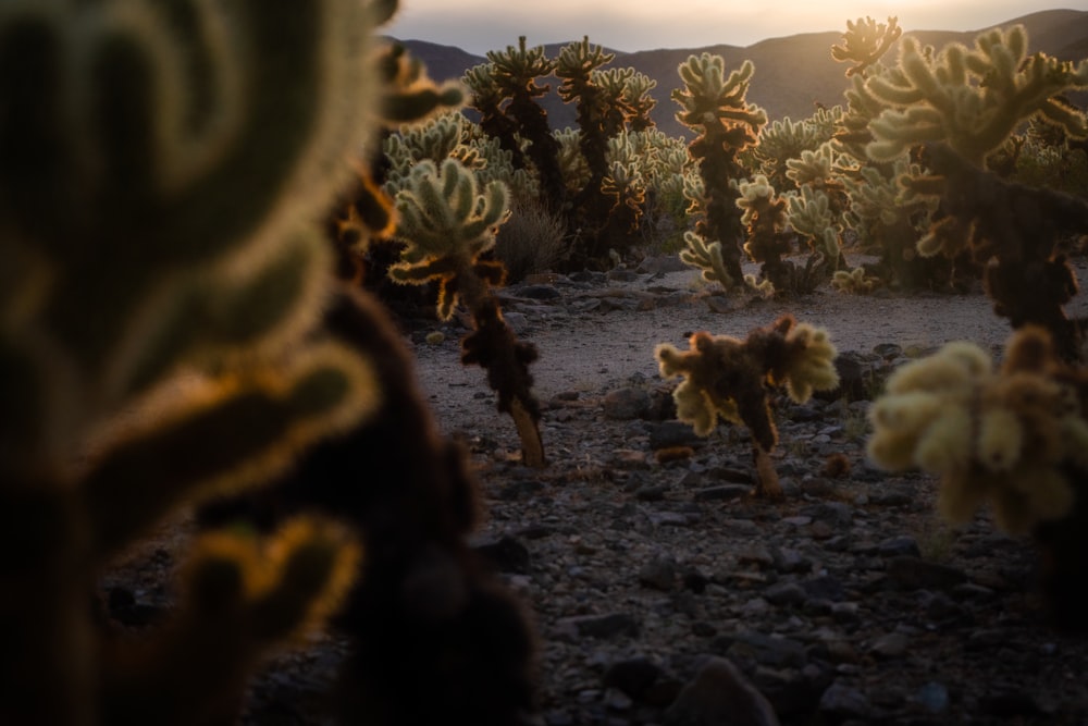 a group of cactus plants in the desert