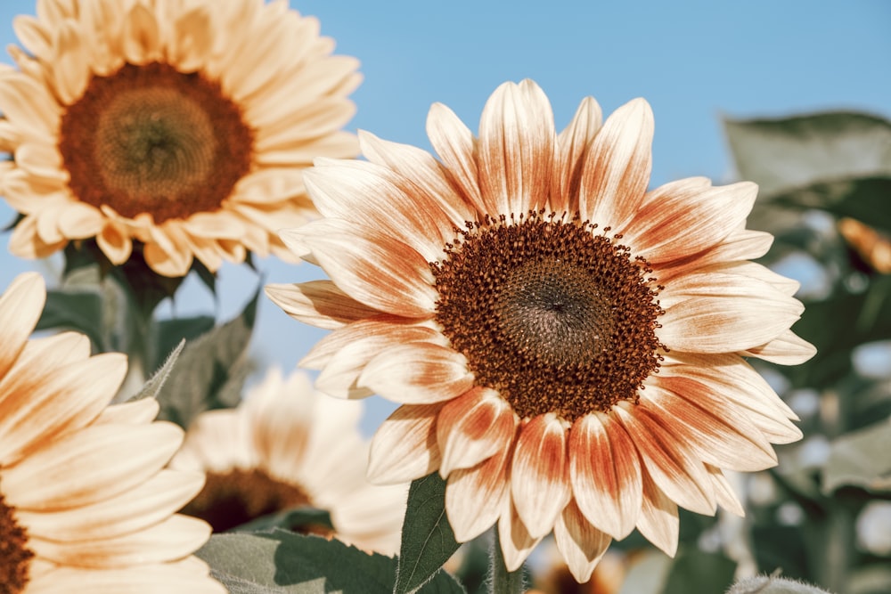 a group of sunflowers with a blue sky in the background