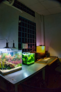 a couple of fish tanks sitting on top of a table