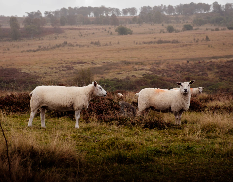 In a grassy field, three white sheep are present. Two of them stand close together on the left side of the frame, while one stands alone on the right side. The background features trees and bushes, creating a serene rural landscape.
