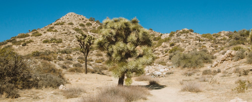 a small tree in the middle of a desert