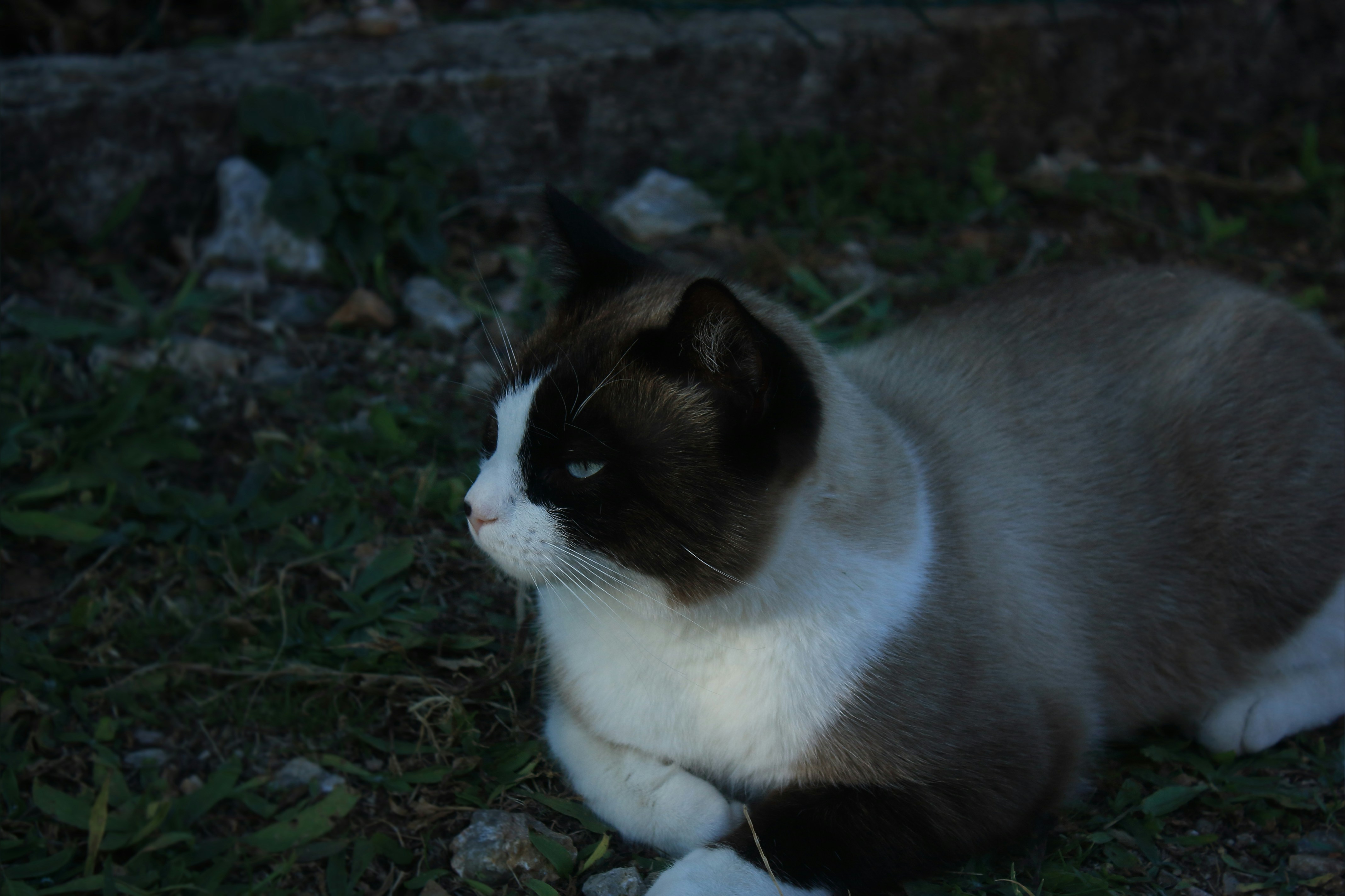 Snowshoe: The Sweet Student (image credits: unsplash)