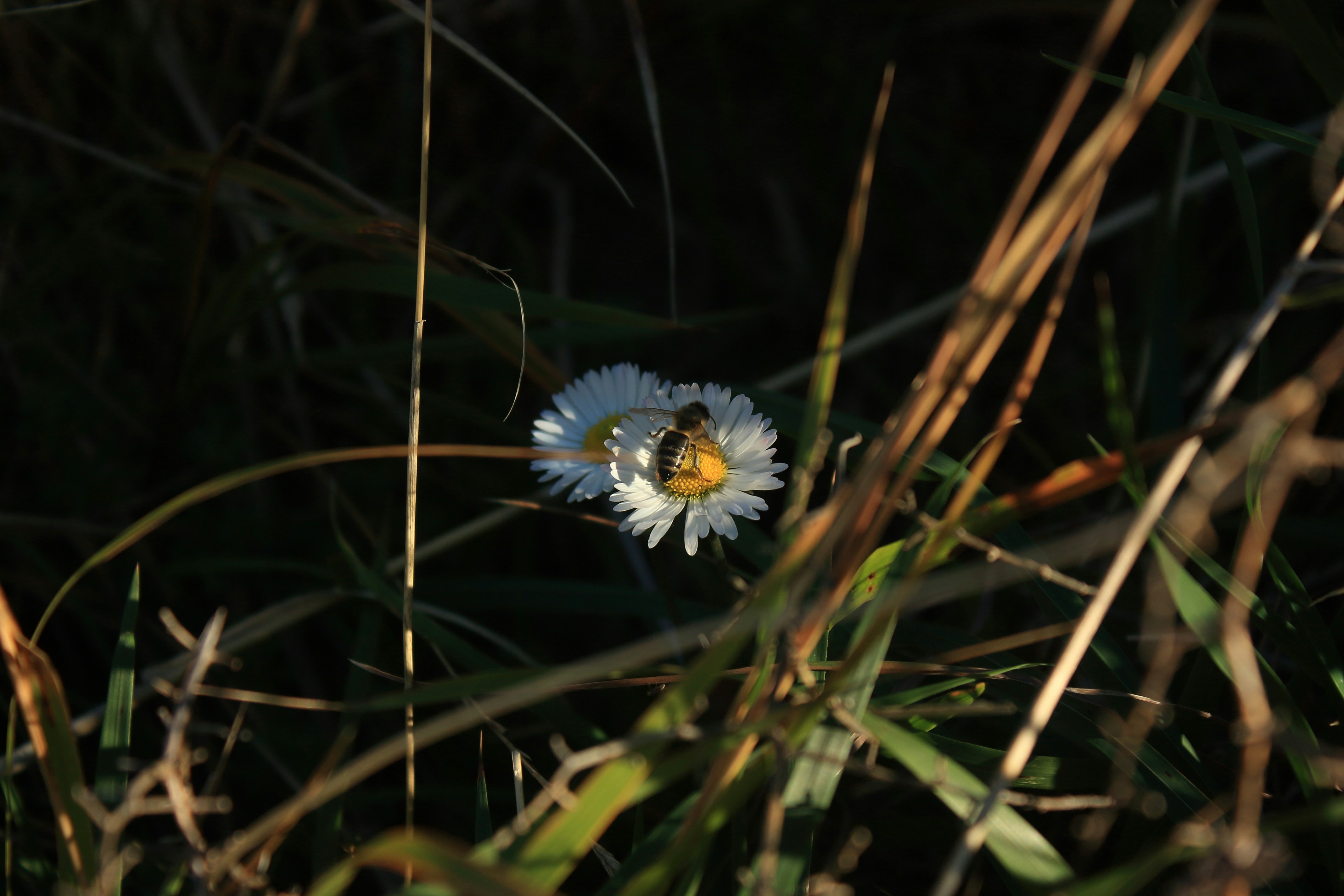 a small white flower with a bee on it