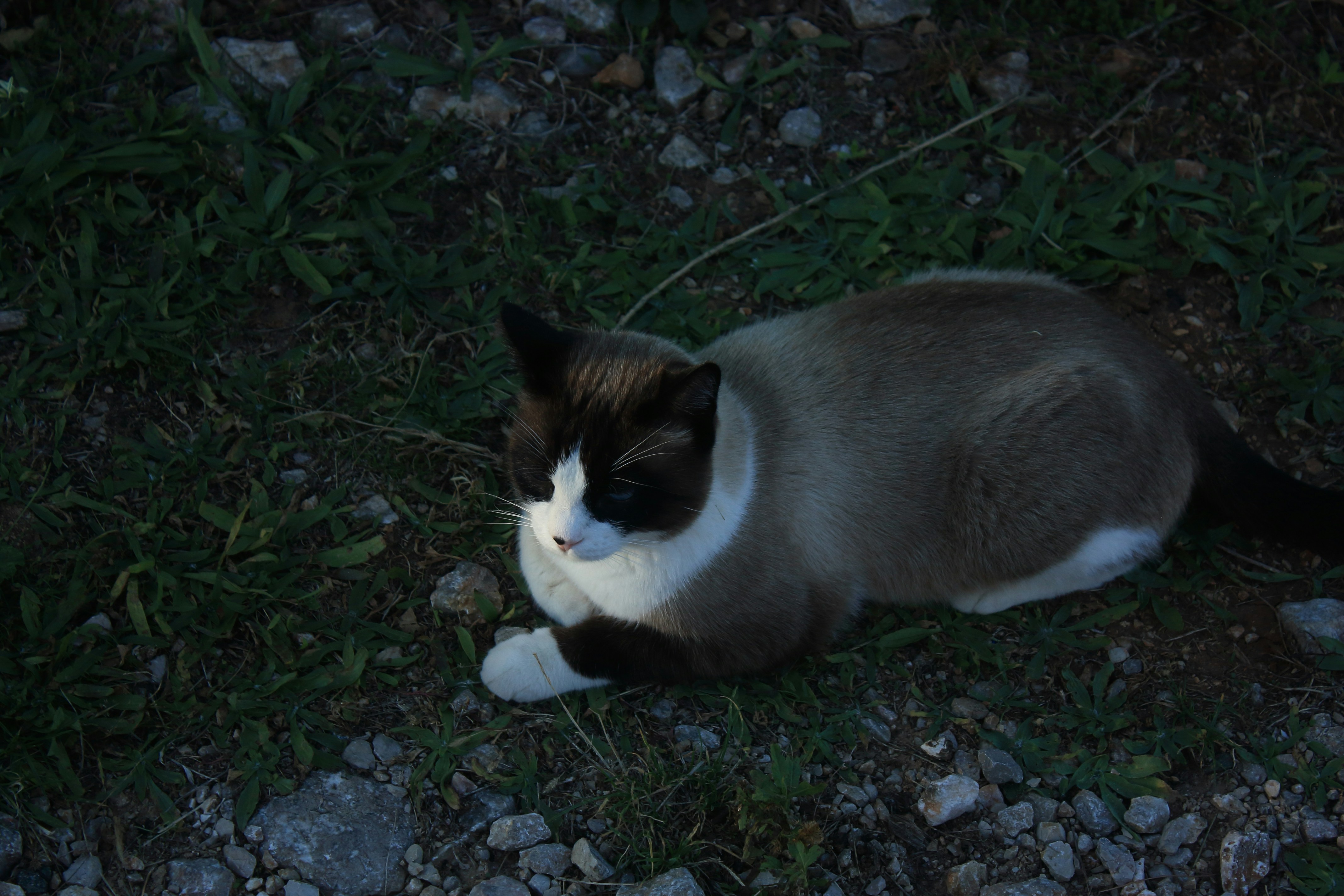 a black and white cat laying on the ground