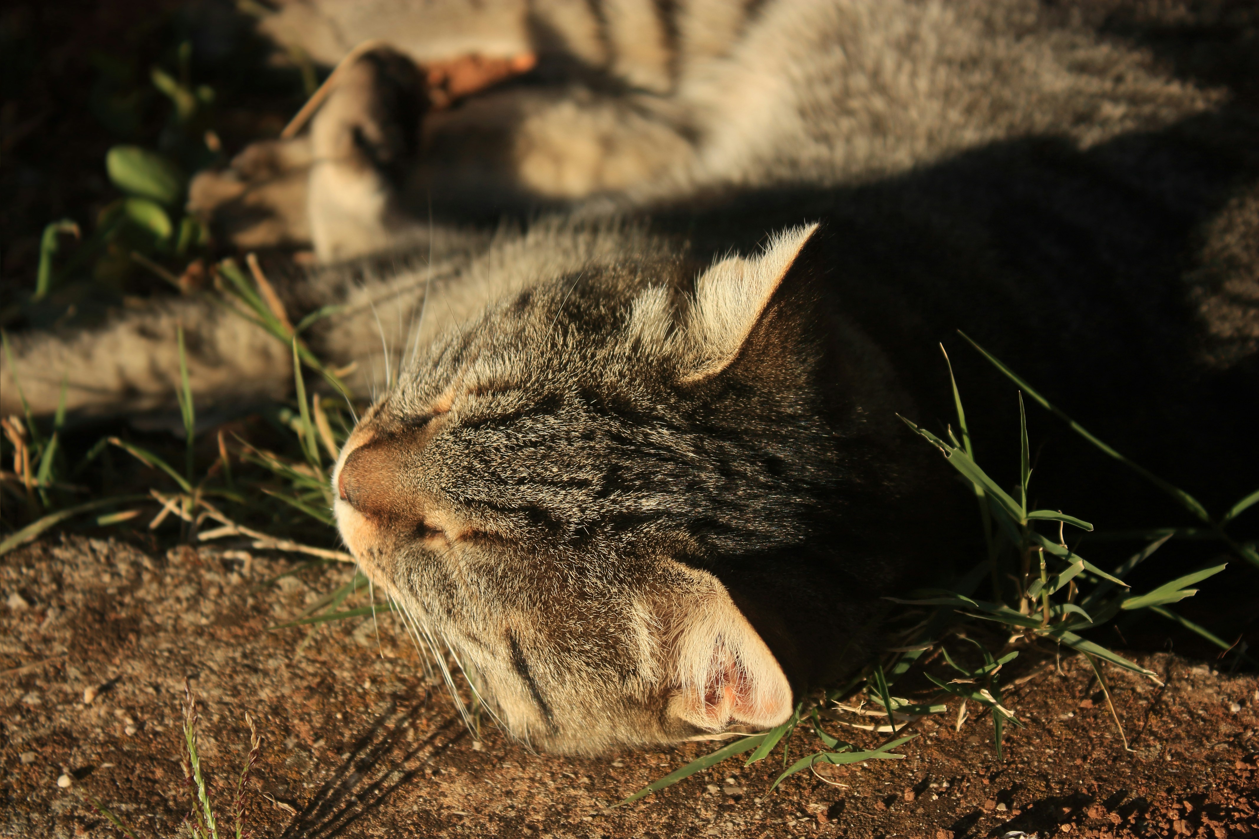 a cat laying on the ground in the grass