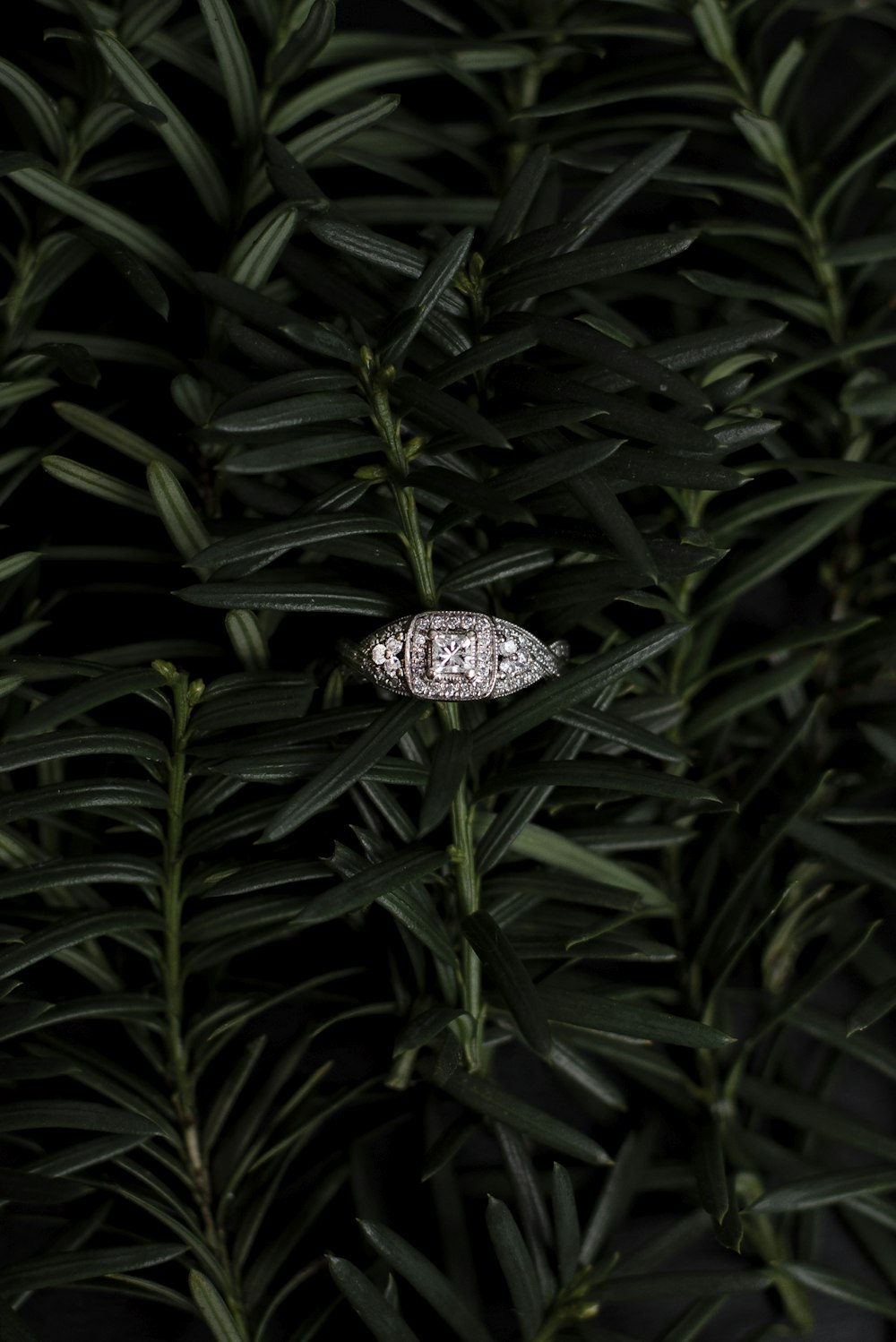 a diamond ring sitting on top of a green plant