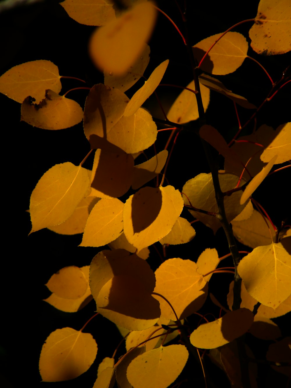 a bunch of leaves that are on a tree