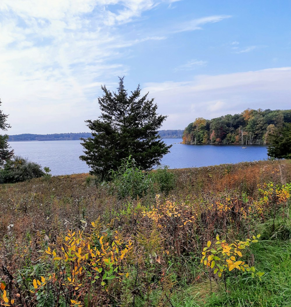 a view of a body of water with trees in the foreground