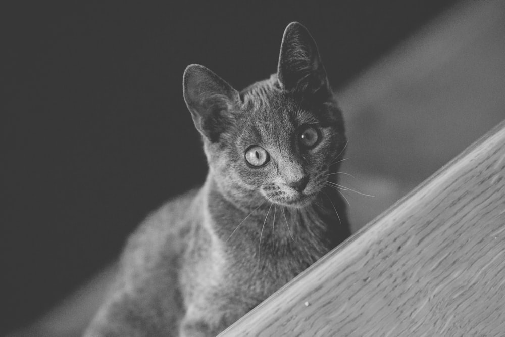 uma foto em preto e branco de um gato