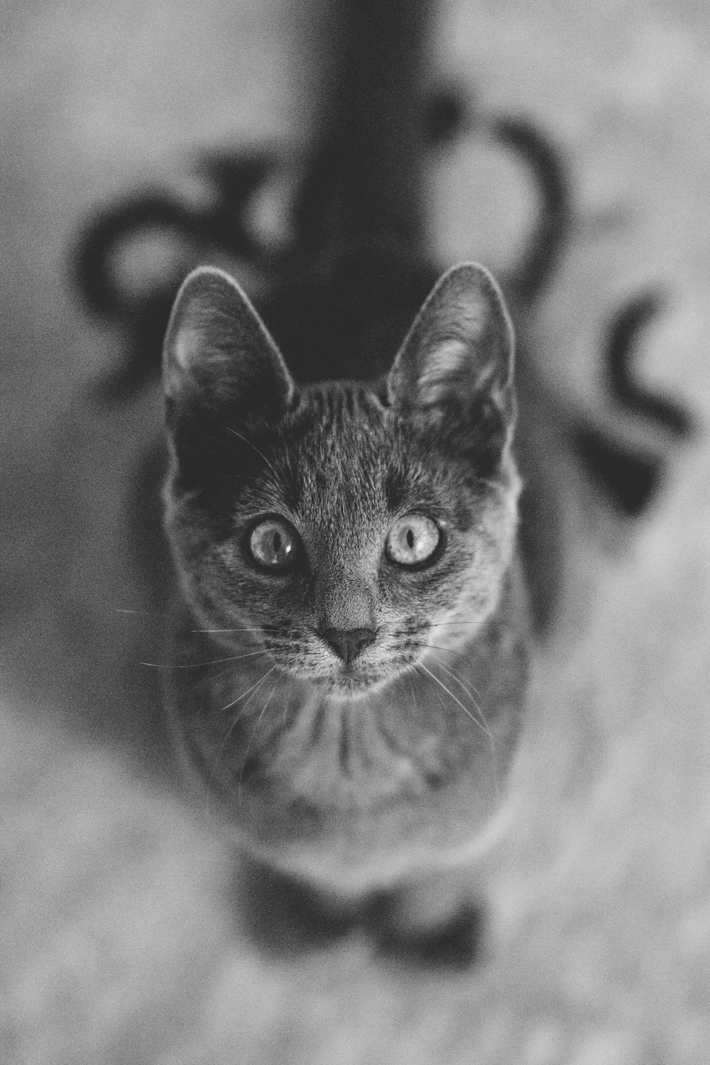 Una foto en blanco y negro de un gato mirando hacia arriba