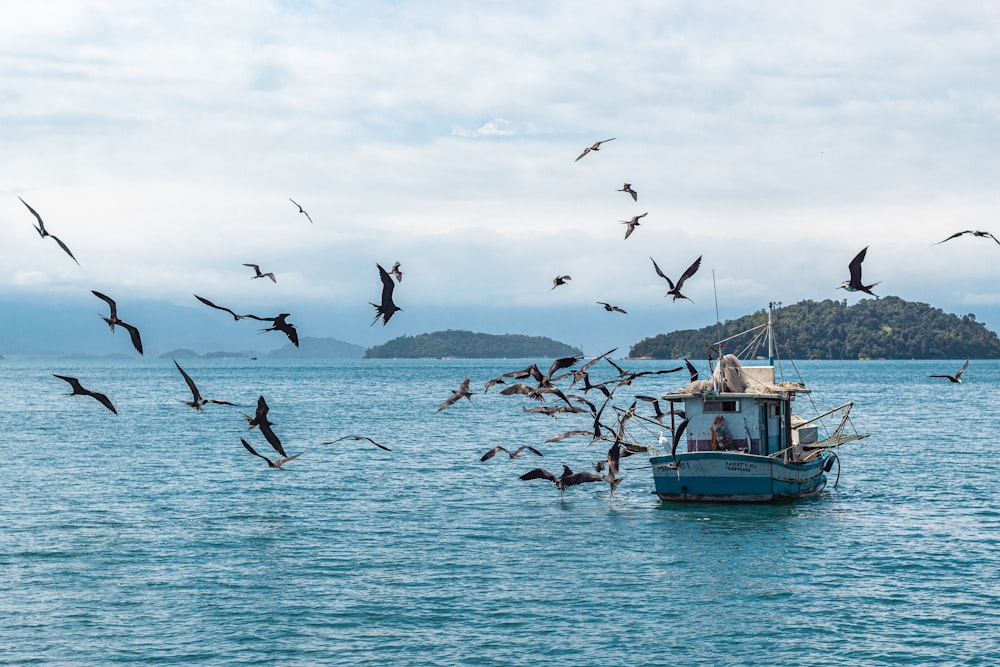 a flock of birds flying over a boat in the ocean