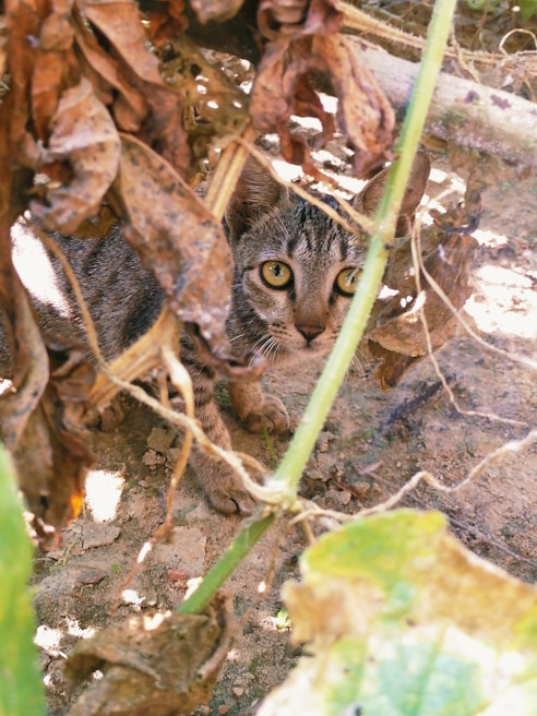 A close-up of a curious tabby cat peeking through autumn leaves