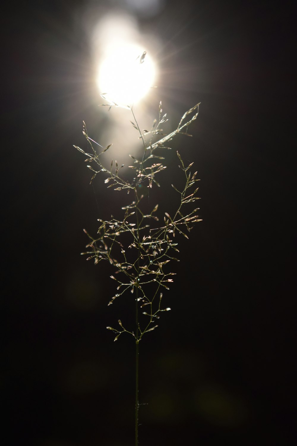 a light shines on a plant in the dark