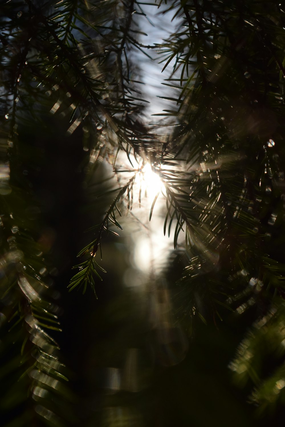 the sun shines through the branches of a pine tree