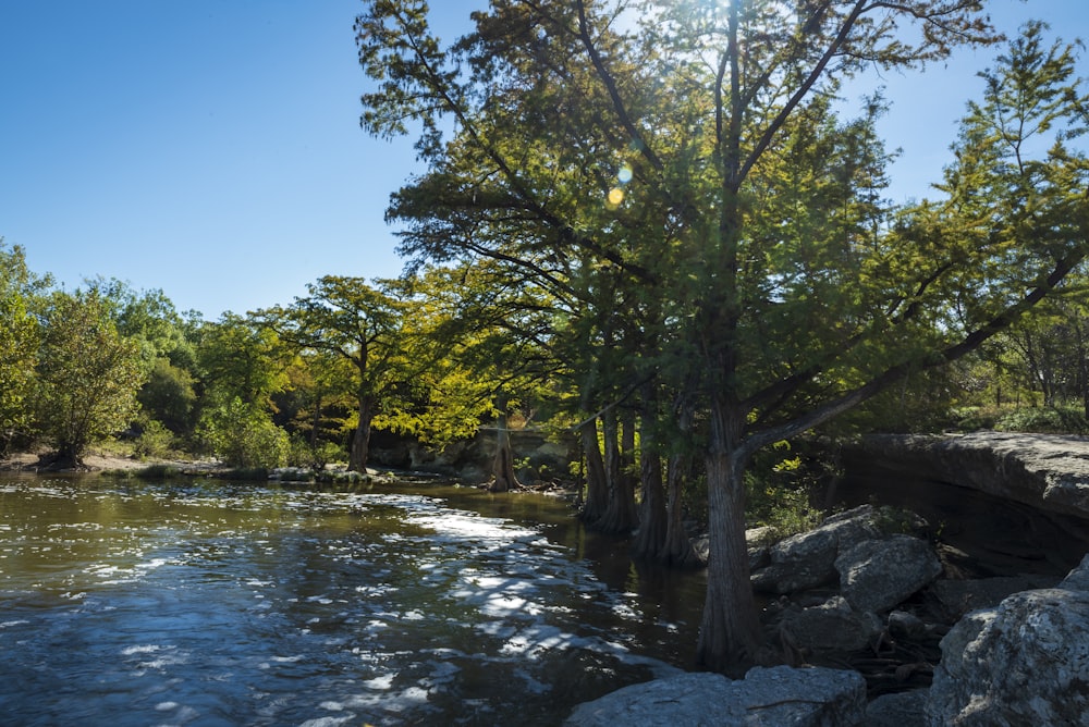 a river running through a lush green forest