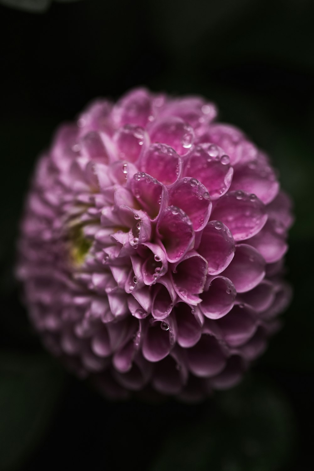 a purple flower with water droplets on it