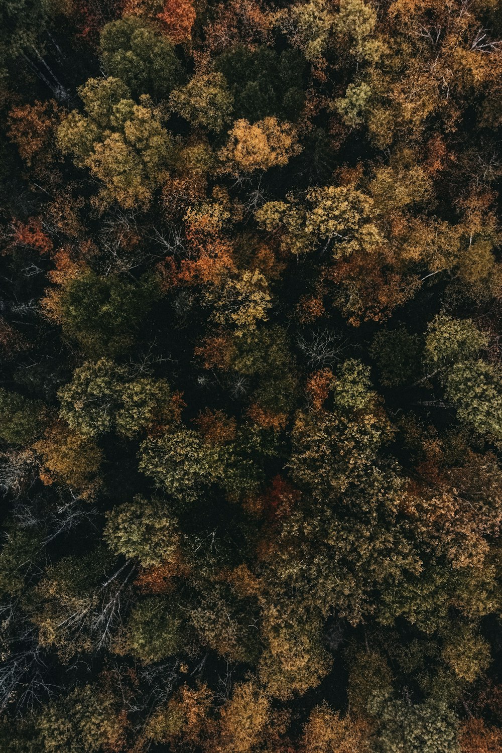 an aerial view of a forest with lots of trees