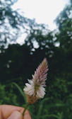 Dreamy close-up of a child holding wildflowers against a cream background.