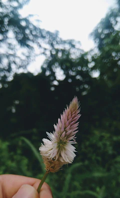 Dreamy close-up of a child holding wildflowers against a cream background.