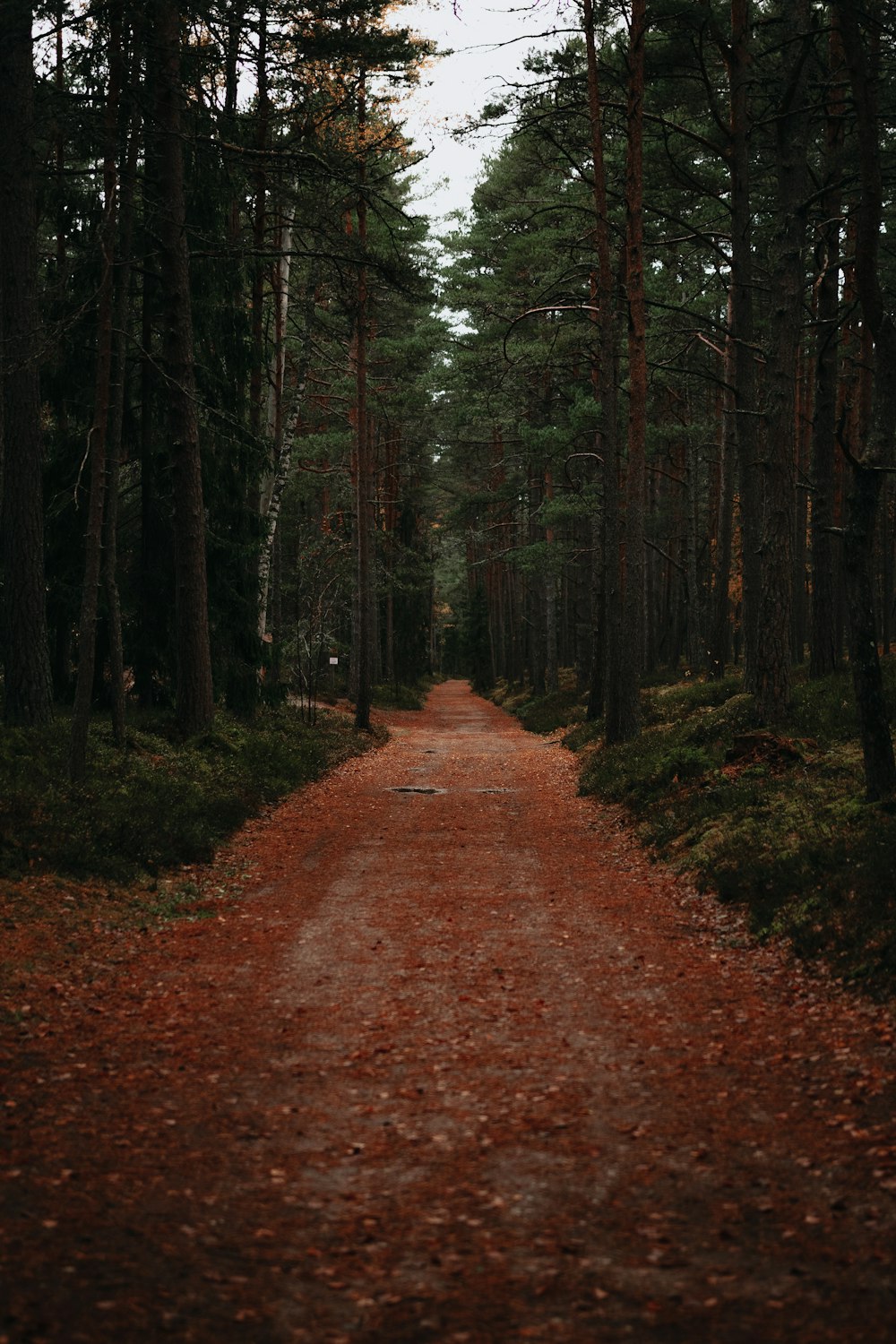 Un chemin de terre au milieu d’une forêt