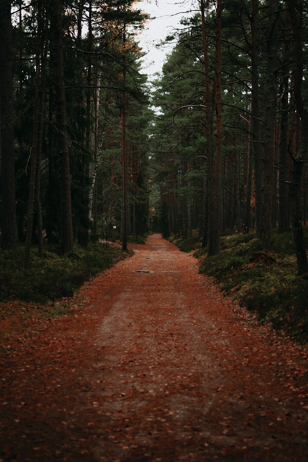 a dirt road in the middle of a forest