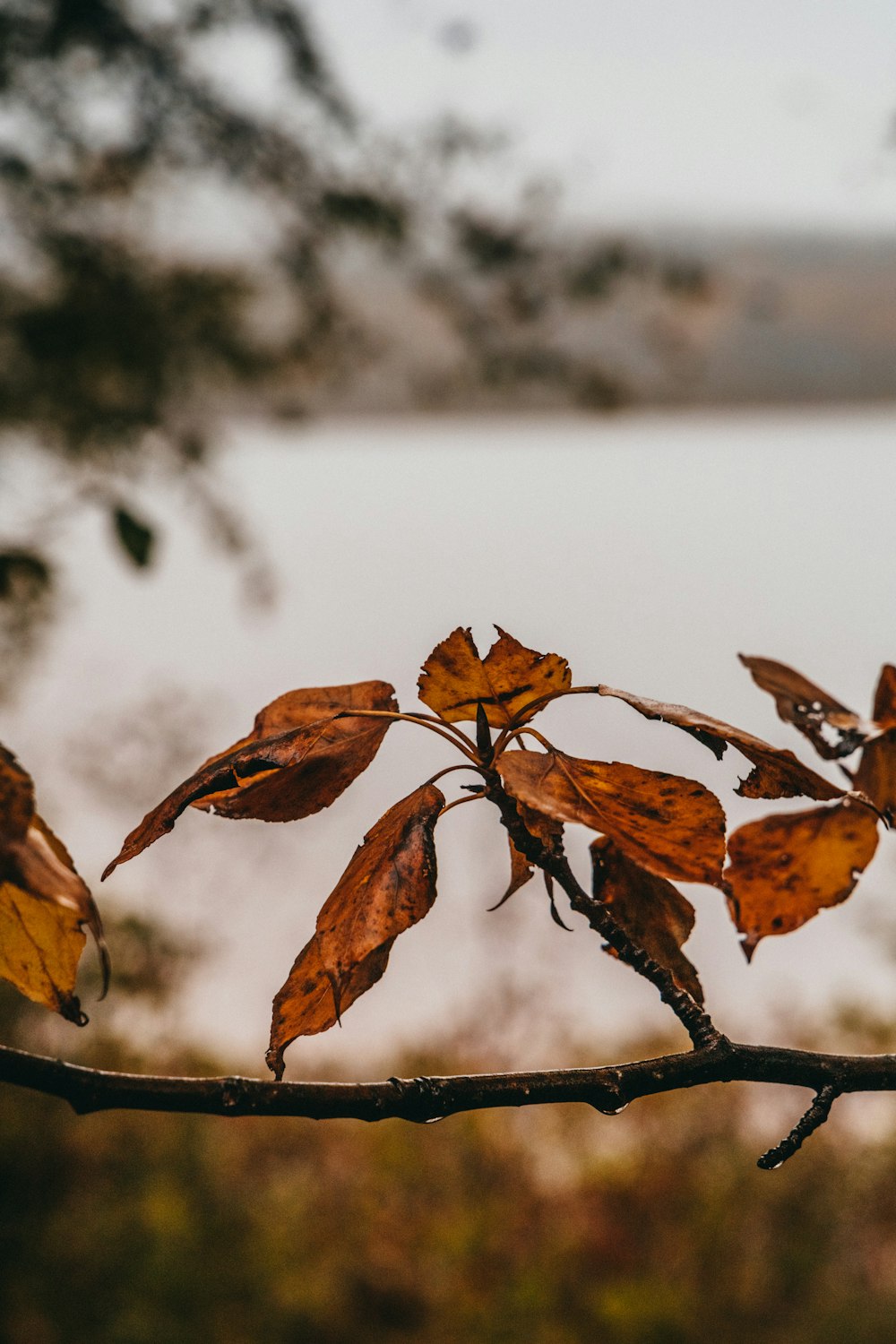 a branch with leaves on it with a body of water in the background