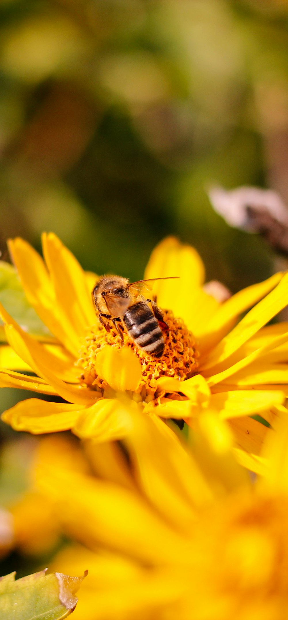 a bee is sitting on a yellow flower