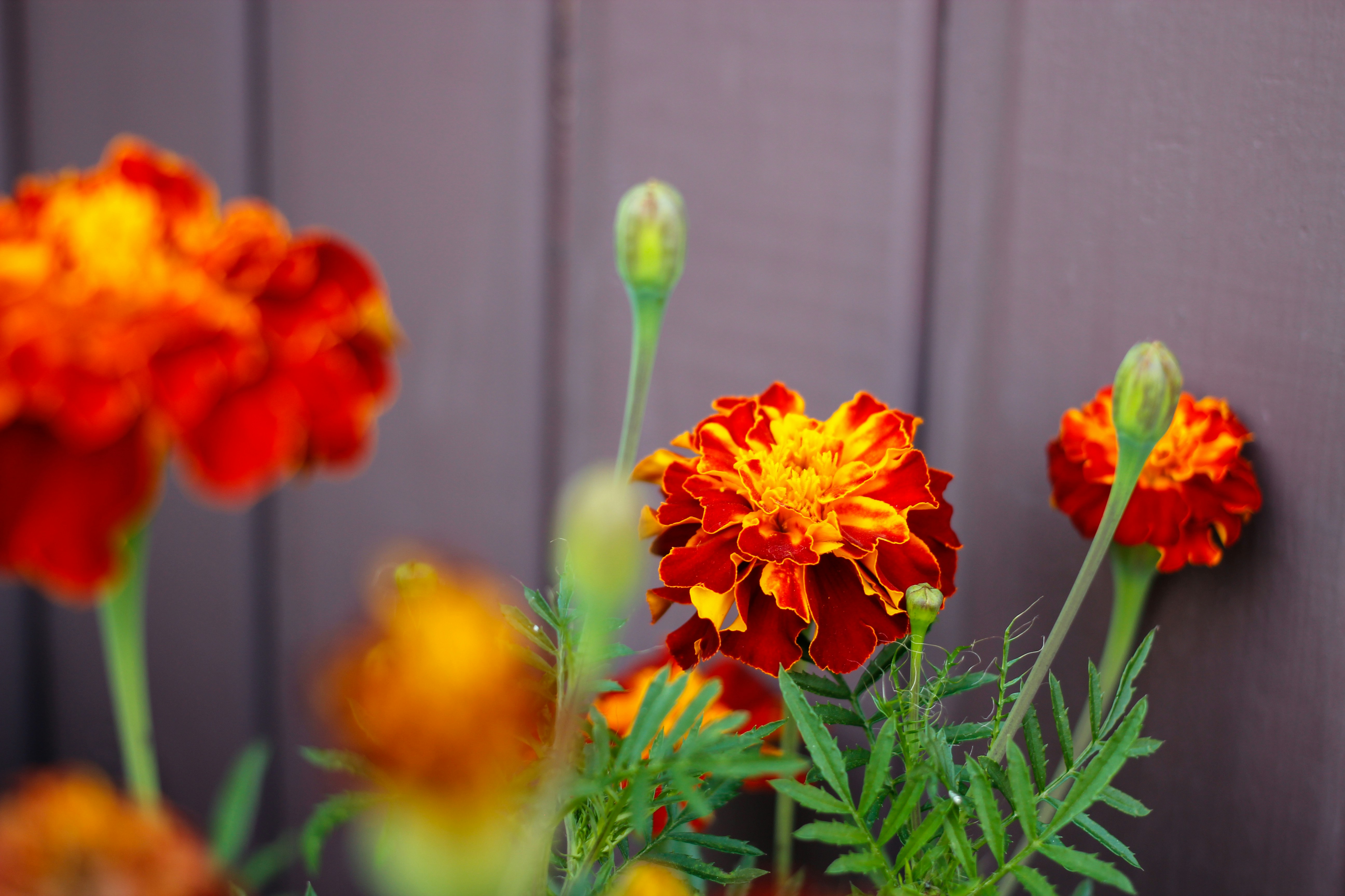 a close up of a bunch of flowers near a wall